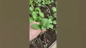 МУЛЬЧИРОВАНИЕ