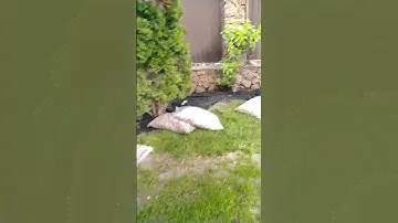 мульчирование корой