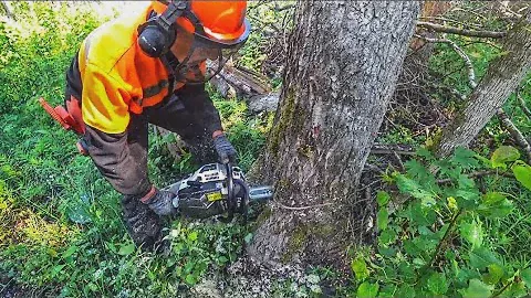 Вытягивает даже тупой цепью // Бензопила ZimAni 365 PRO // Аналог Husqvarna 365