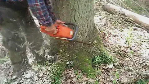 Husqvarna 357xp ścinka świerka