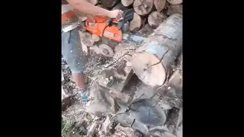 Husqvarna 455 x-torq 3,5 HP cutting beech wood