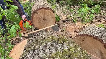 Обзор Husqvarna 353. Сравнение цепей Still и Husqvarna.